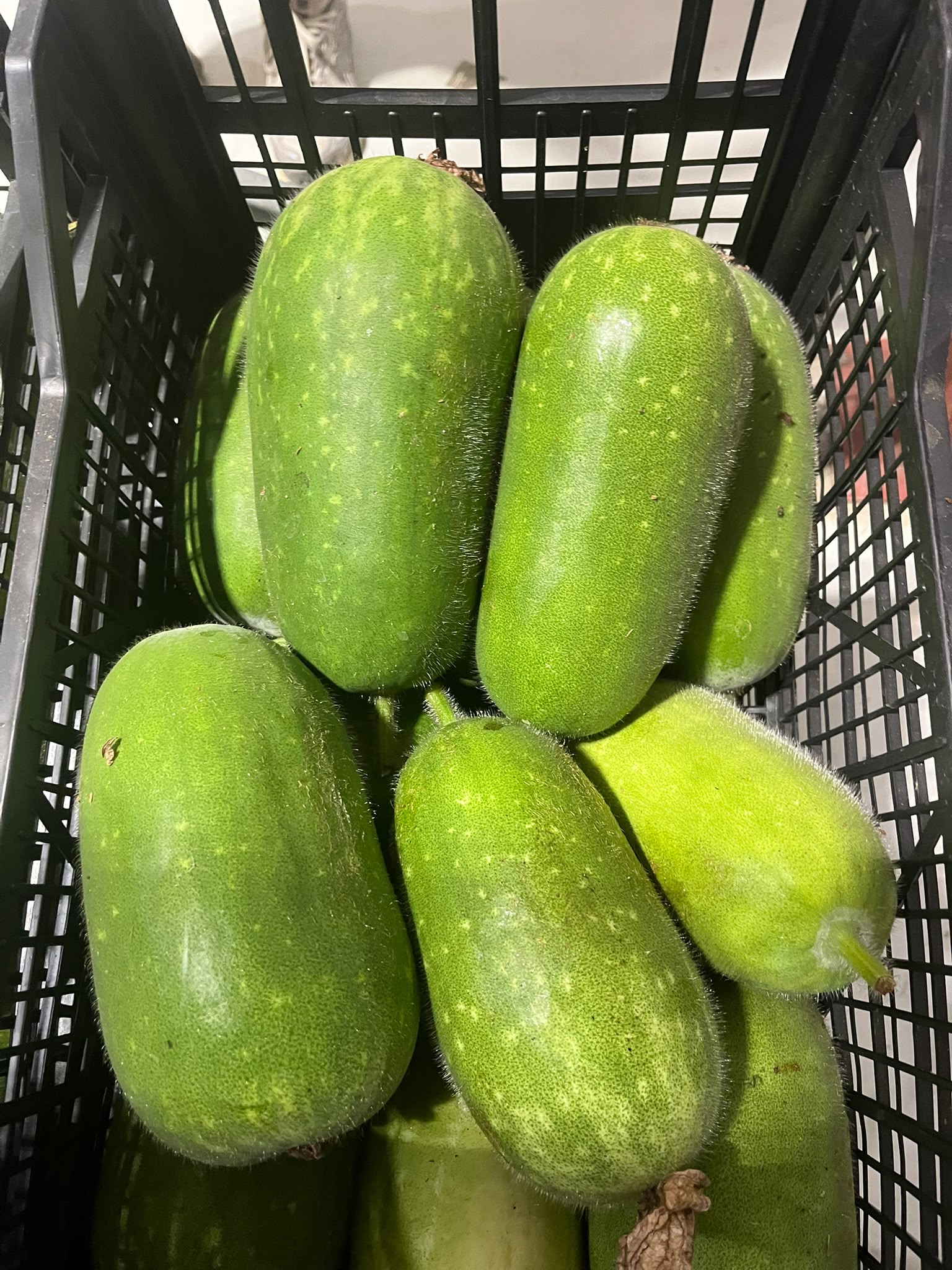 Jali Kadu