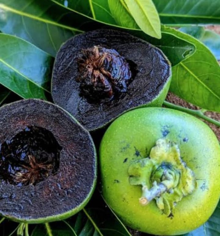 Black Sapote