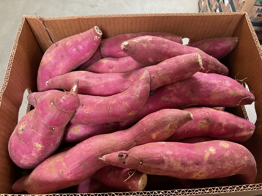 Rote Süßkartoffel BULK (9,5kg)