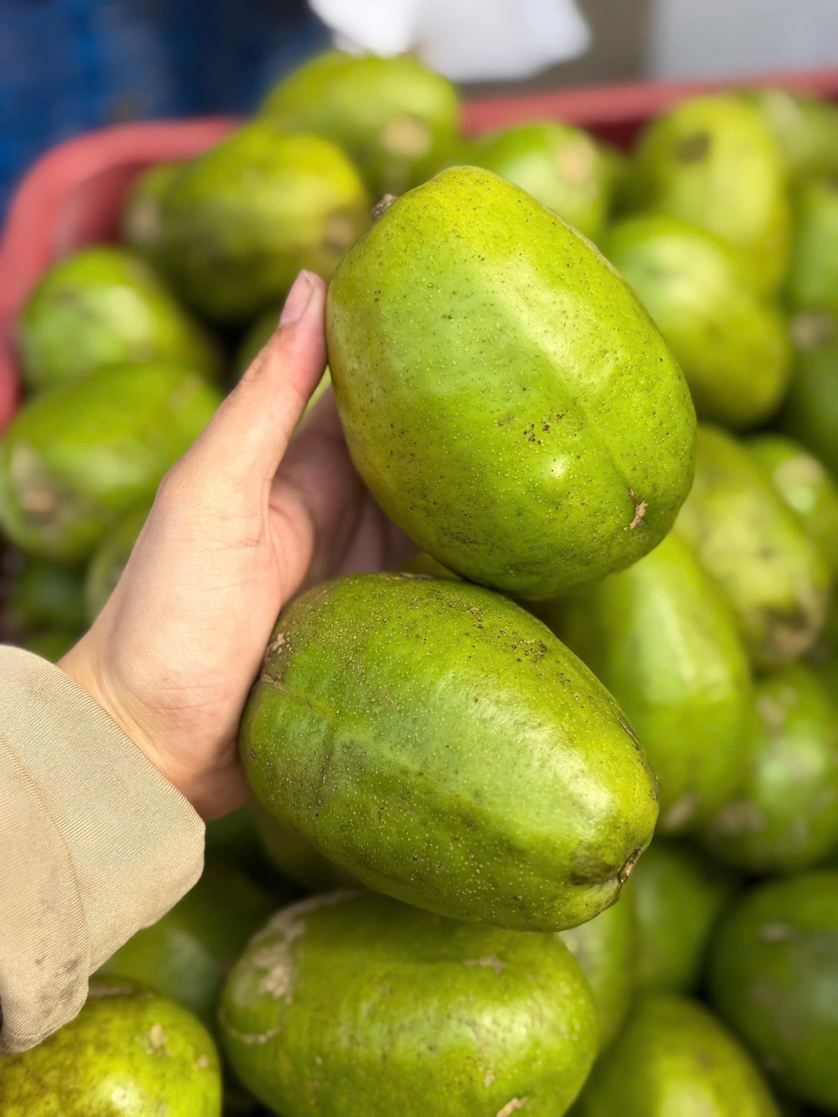 Hog Plum BULK (4kg)